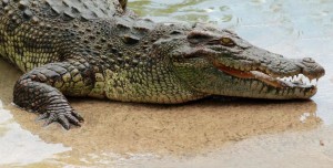 coccodrillo